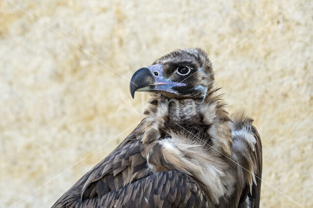 Cinereous Vulture