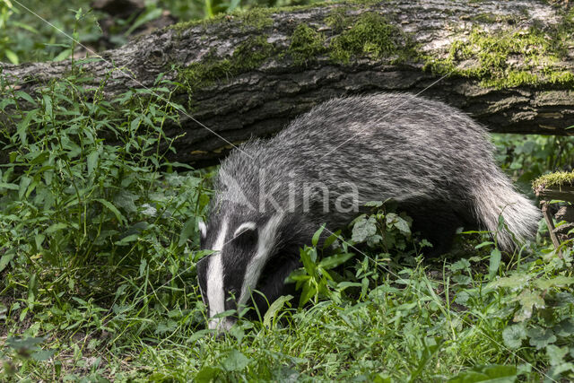 Badger (Meles meles)