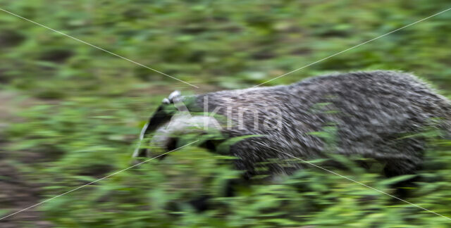 Badger (Meles meles)