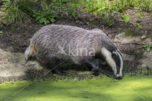 Badger (Meles meles)