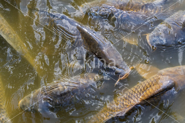 Common Carp (Cyprinus carpio)