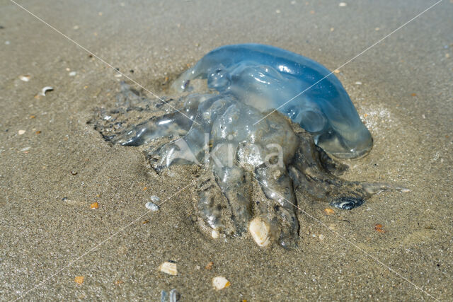 Jellyfish (Rhizostoma pulmo)