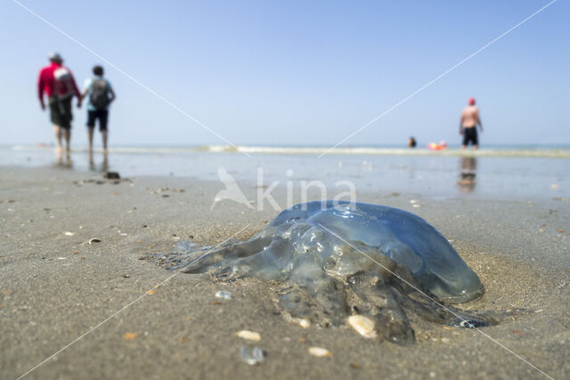 Jellyfish (Rhizostoma pulmo)
