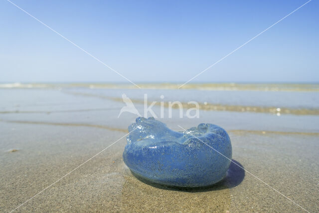 Jellyfish (Rhizostoma pulmo)