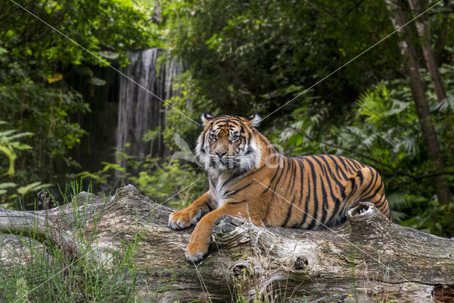 Sumatraanse tijger (Panthera tigris sumatrae)