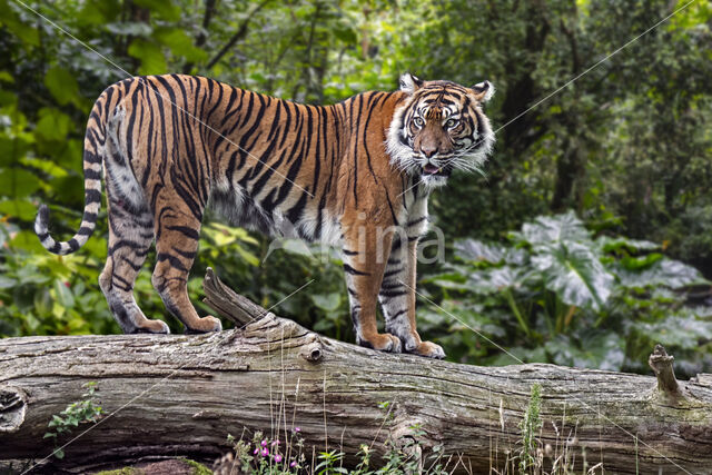 Sumatran Tiger (Panthera tigris sumatrae)