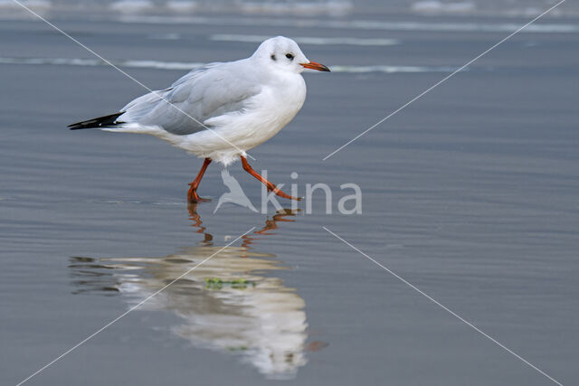 Black-headed Gull (Larus ridibundus)