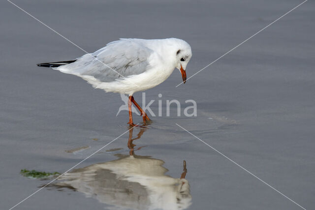 Black-headed Gull (Larus ridibundus)