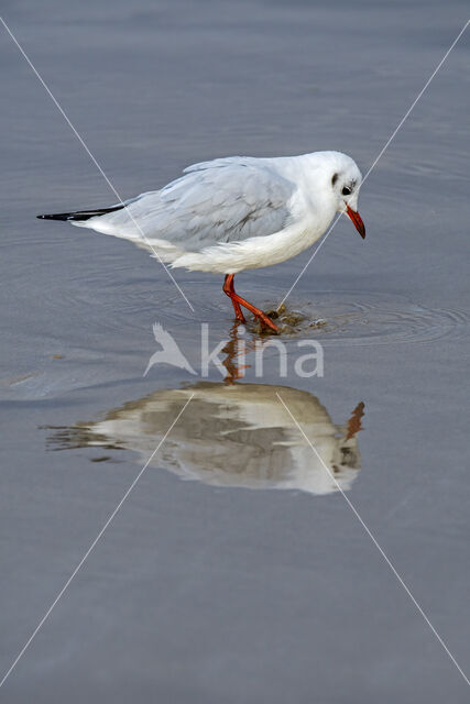 Black-headed Gull (Larus ridibundus)