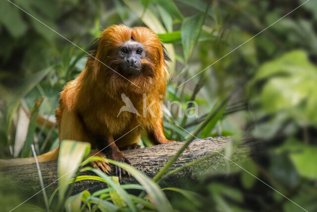 Gouden Leeuwaapje (Leontopithecus rosalia)