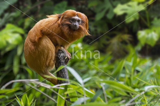 Golden Lion Tamarin (Leontopithecus rosalia)