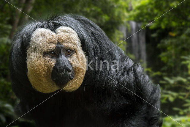 Guianan saki (Pithecia pithecia)