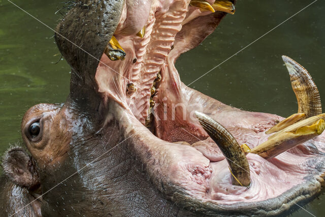 Nijlpaard (Hippopotamus amphibius)