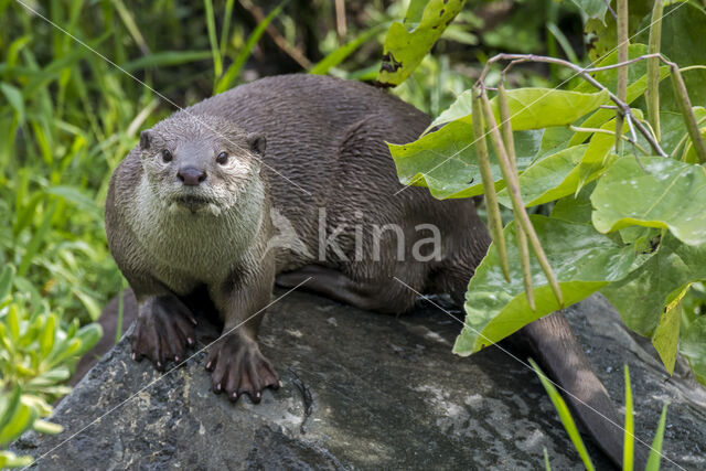 Aziatische otter (Lutra perspicillata)