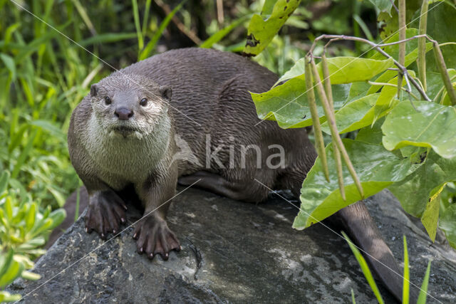 Smooth Indian Otter (Lutra perspicillata)