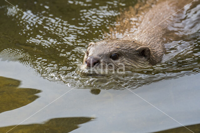 Aziatische otter (Lutra perspicillata)