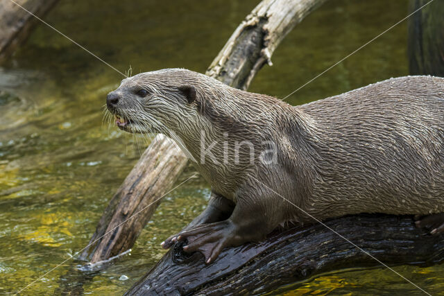 Smooth Indian Otter (Lutra perspicillata)