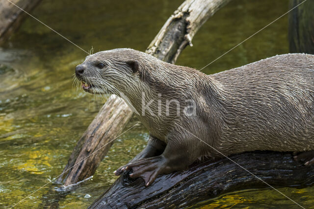 Aziatische otter (Lutra perspicillata)