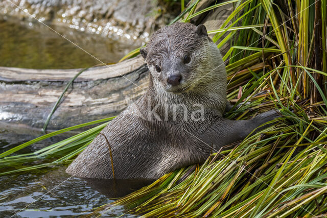 Aziatische otter (Lutra perspicillata)