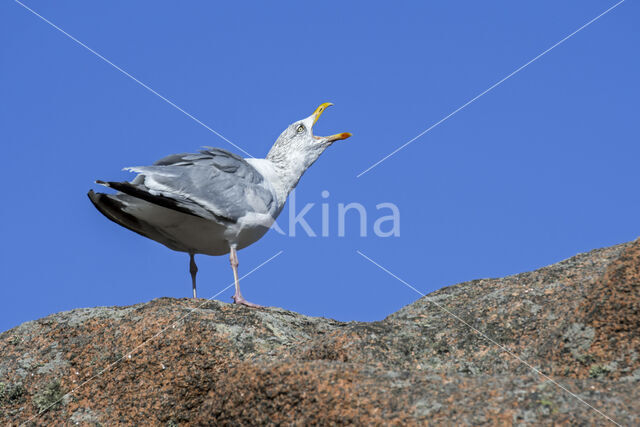 Zilvermeeuw (Larus argentatus)