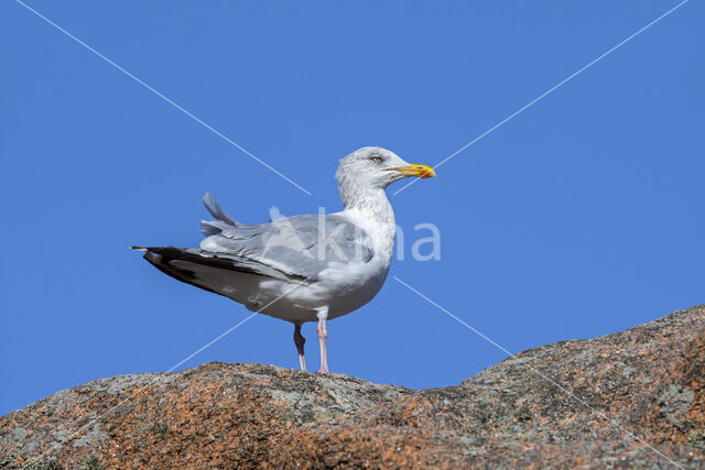 Zilvermeeuw (Larus argentatus)