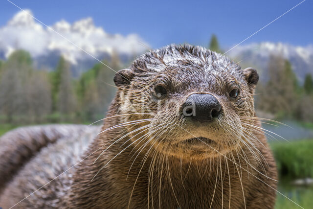 Northern River Otter (Lontra canadensis)