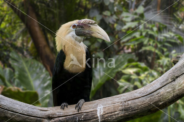 Blyth's Hornbill (Aceros plicatus)