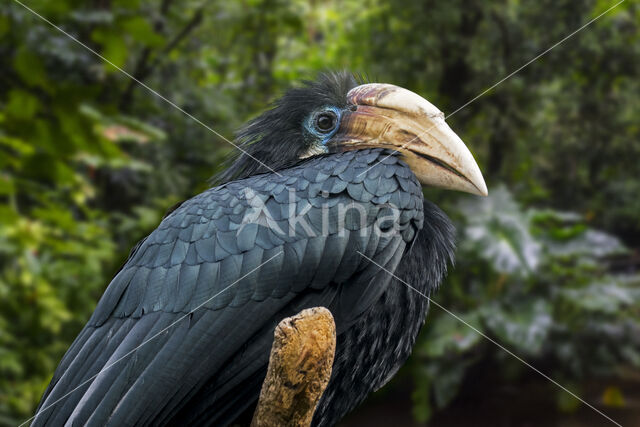 Papoeajaarvogel (Aceros plicatus)