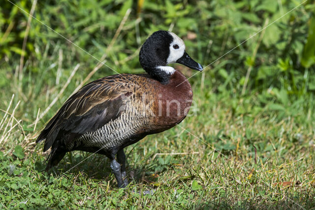 White-faced whistling duck (Dendrocygna viduata)