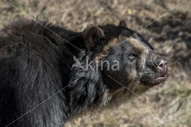 Andean Bear