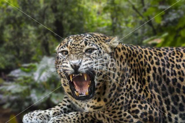 Sri Lankan leopard (Panthera pardus kotiya)