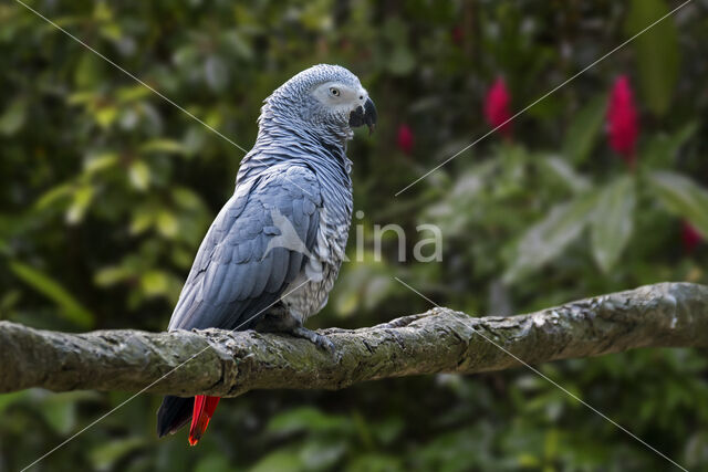 Grijze Roodstaartpapegaai (Psittacus erithacus)