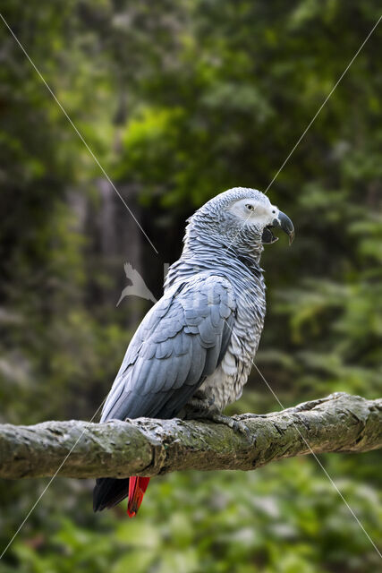 Grijze Roodstaartpapegaai (Psittacus erithacus)