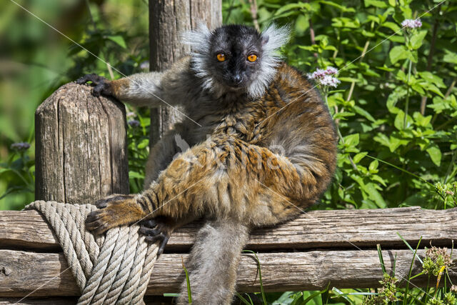 Zwarte lemur (Eulemur macaco)