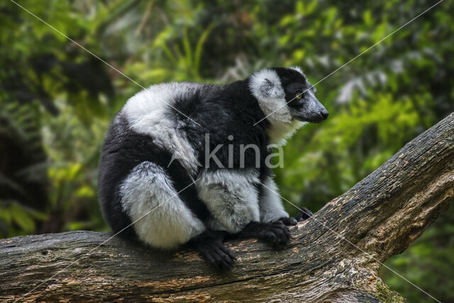 Black-and-white ruffed lemur (Varecia variegata subcincta)