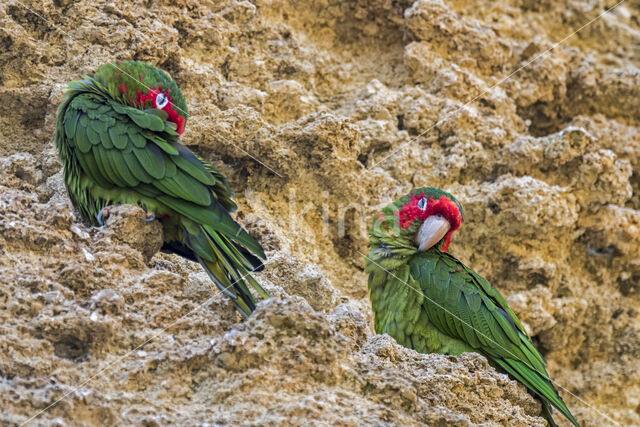 Roodmaskeraratinga (Aratinga mitrata)