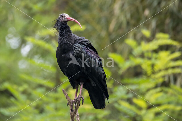 Northern Bald Ibis (Geronticus eremita)