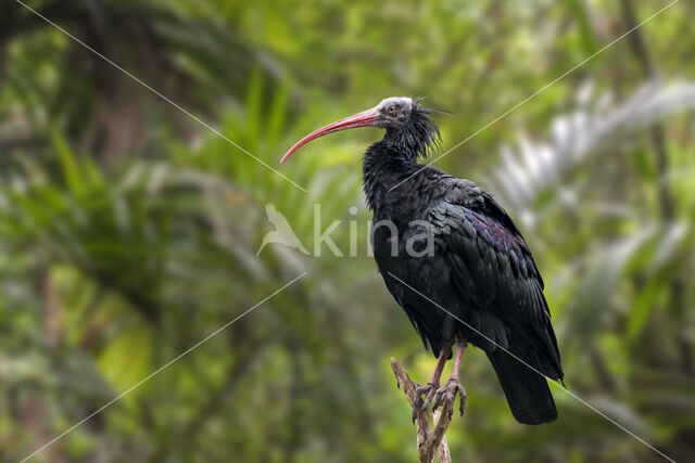 Northern Bald Ibis (Geronticus eremita)