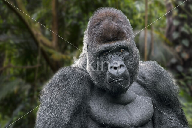 Westelijke laaglandgorilla (Gorilla gorilla gorilla)