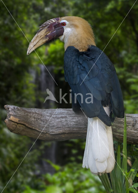 Papoeajaarvogel (Aceros plicatus)