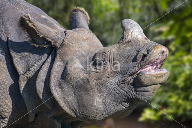 Indian rhinoceros (Rhinoceros unicornis)