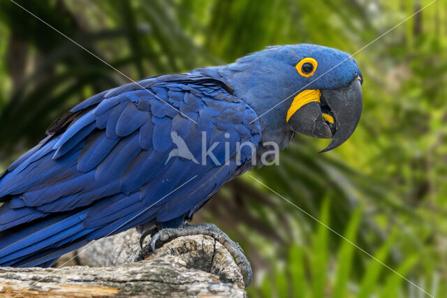 Hyacinth Macaw (Anodorhynchus hyacinthinus)