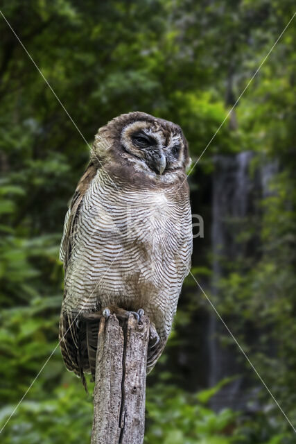 Brown Wood-Owl (Strix leptogrammica)