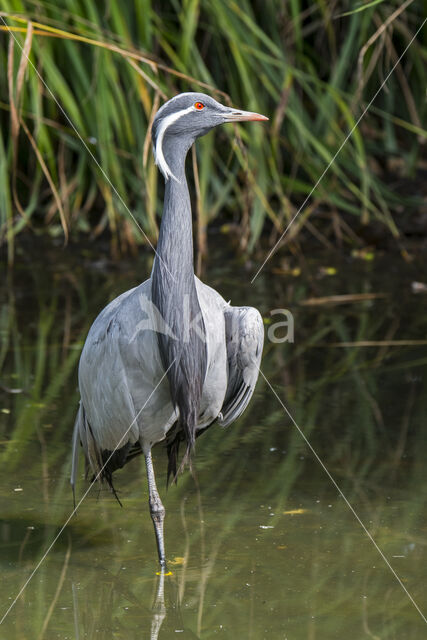 Demoiselle crane (Grus virgo)