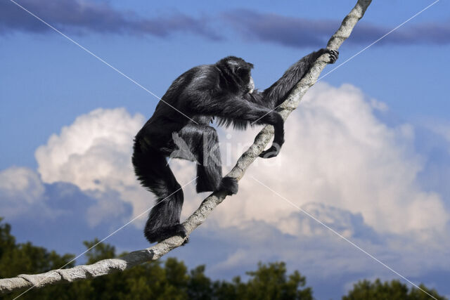 Siamang (Symphalangus syndactylus)