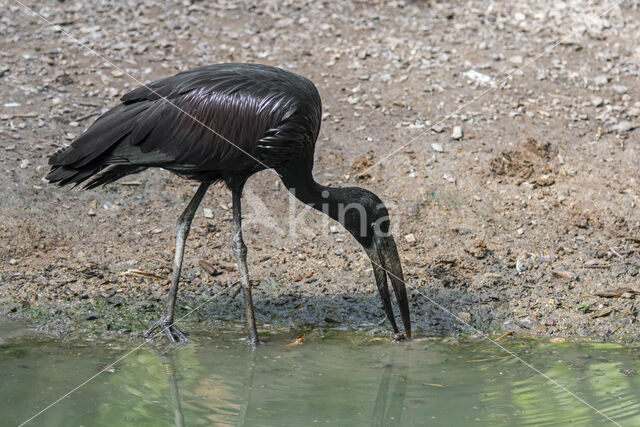 Afrikaanse gaper (Anastomus lamelligerus)