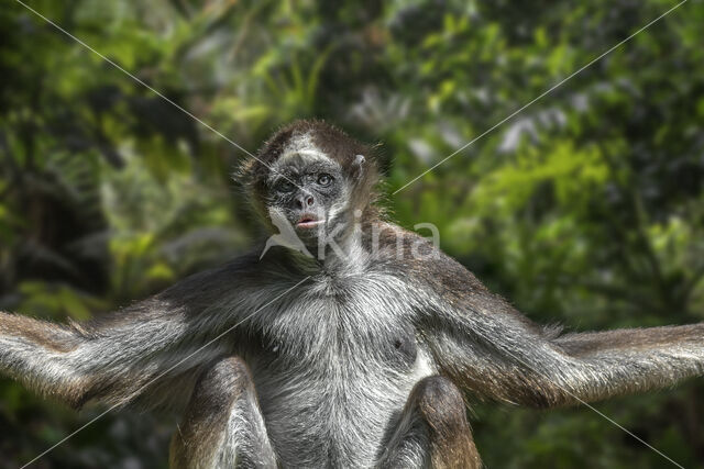 Variegated Spider Monkey (Ateles hybridus)
