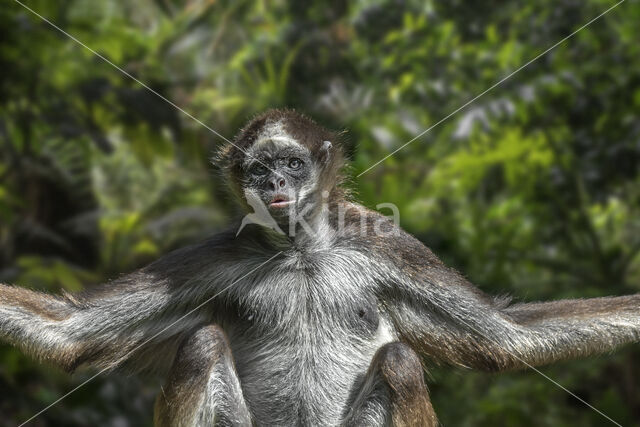 Langharige slingeraap (Ateles hybridus)