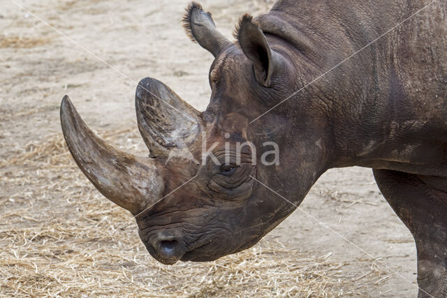 Black Rhinoceros