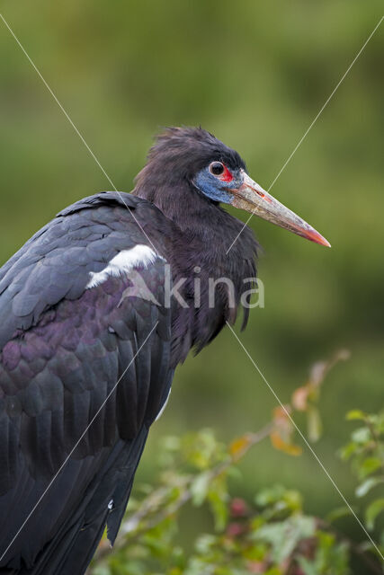 Abdim's stork (Ciconia abdimii)